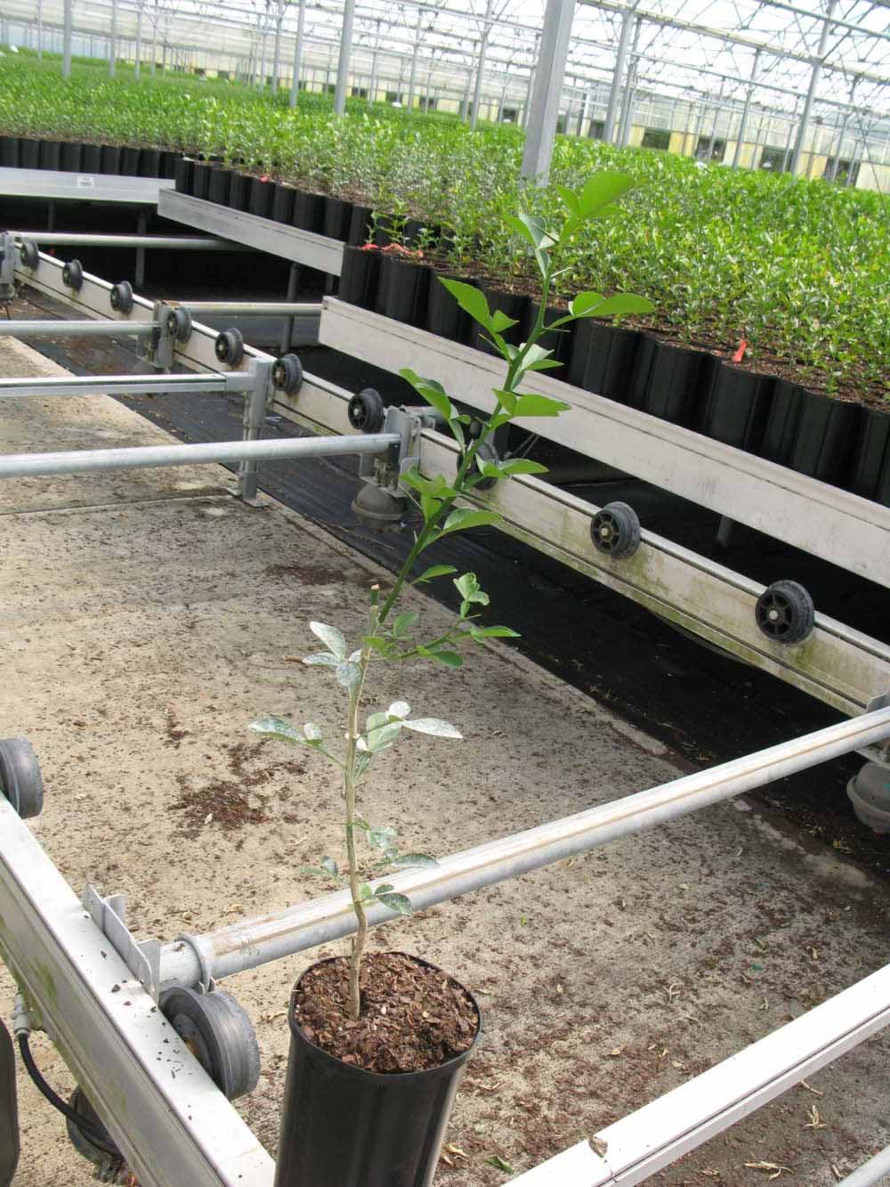            Habit (Phillip Rucks Citrus Nursery, Frostproof, FL)   